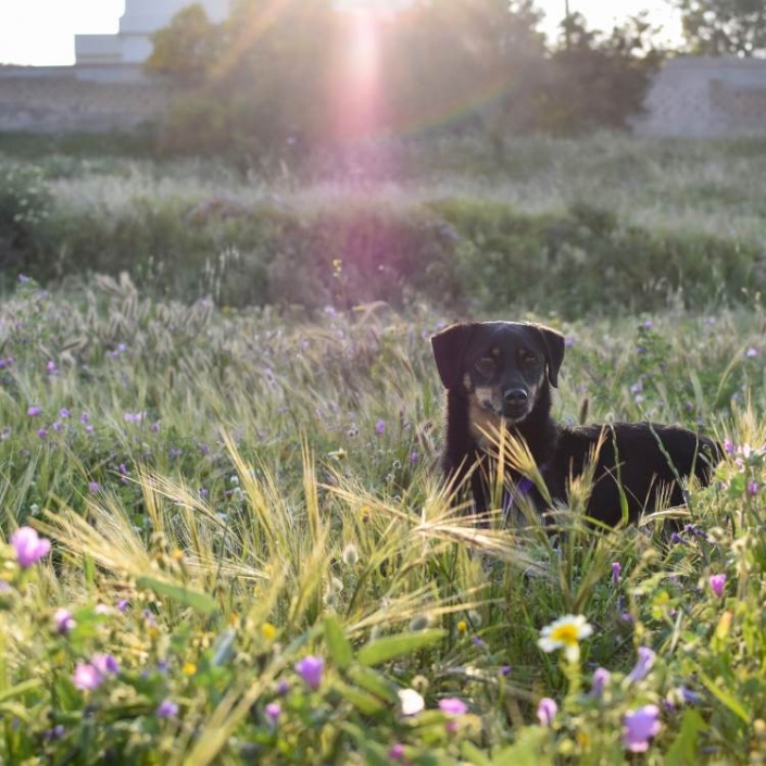 Pet Cremation NSW Animal Cremation Me Not Pets